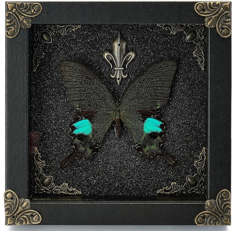 GDBEH Real Butterfly Framed Handmade - Taxidermy Butterfly Shadow Box - Real Framed Butterflies in a Box for Gothic Home Decor Aesthetic. (Parisian Swallowtail Butterfly) - Image 1